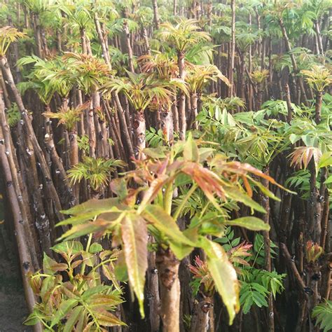 香椿树的种植|香椿树种植最佳时间